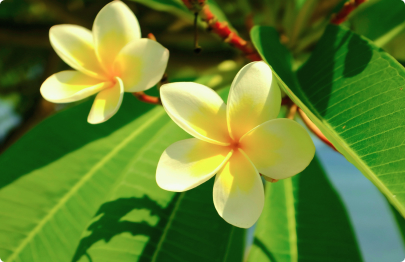 Fleur de Frangipanier, périple à Bali