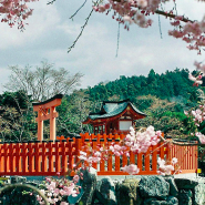 Rituels du monde - Fleur de cerisier, promenade à Osaka