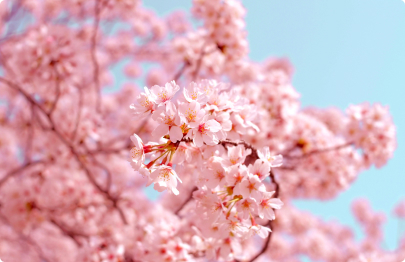 Fleur de cerisier, promenade à Osaka