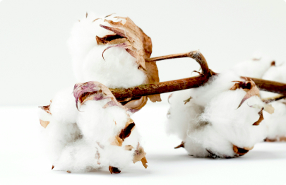 Fleur de coton, flânerie en Scandinavie