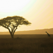 Rituels du monde - Mangue, itinéraire en terres Africaines